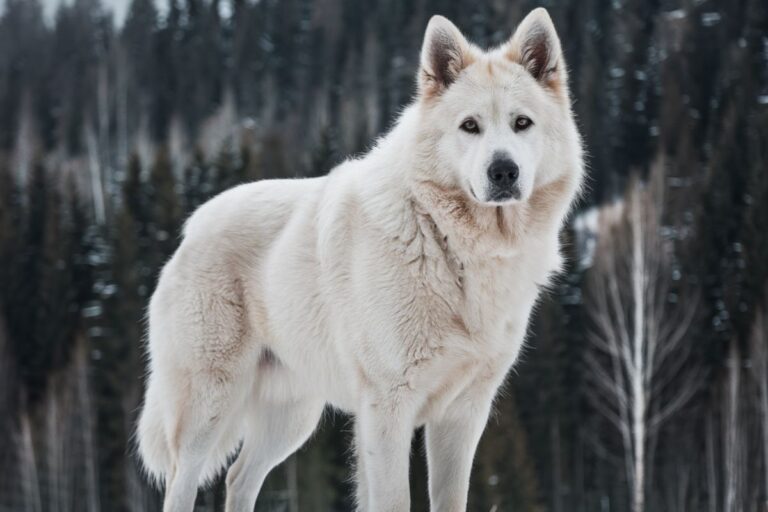 White Silverback German Shepherd Mix with Wolf