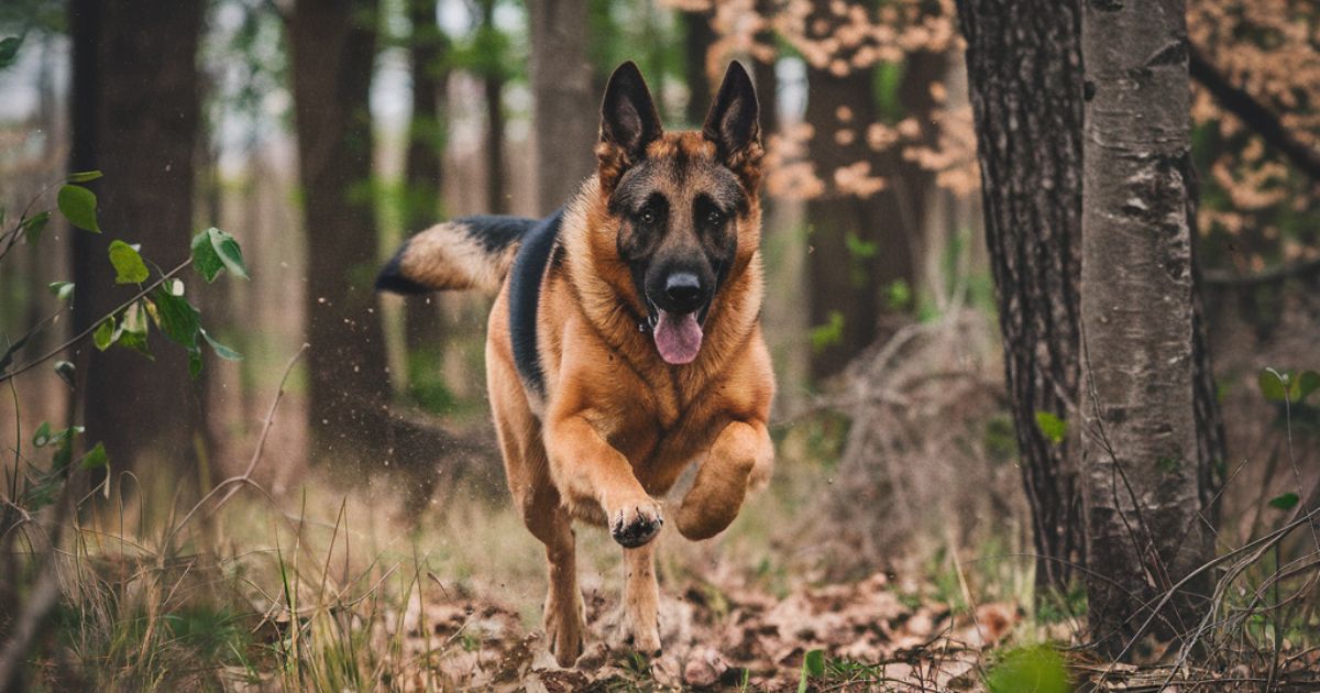 Can German Shepherds Be Hunting Dogs